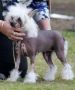 Wumao All Cried Out Chinese Crested