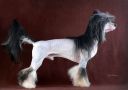 Star Beauty Krosh Chinese Crested
