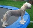 Kimissa Colours Chinese Crested