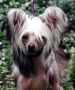 Jahan Bold 'n Beautiful Chinese Crested