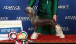 Glanore Lucky N Five Chinese Crested