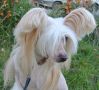 Angel Look Sensation Apriori Vip Chinese Crested