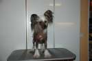 Taijan Dreamer Tausendschn Chinese Crested