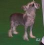 Sharbour Gift Of Love To Maralou JW Chinese Crested