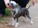 Fancy Style Luchshaia Na Svete Chinese Crested