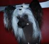 Double Agent du Domaine du Pr�sident Chinese Crested