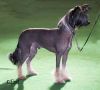 Mistyayre Justin Thyme for SIGYNS Chinese Crested