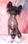 Taijan Dreamer Exhibitionist Chinese Crested