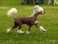 Zhannel's Hubble Bubble Chinese Crested