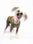 Mstical Dances With Dragons Chinese Crested