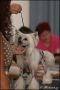 INT.CH.Multi.CH.Tippytoes Tickled Pink Chinese Crested
