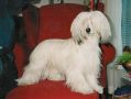 Bozo Gang's Sunflower Chinese Crested