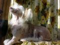 Kotickee Creme ' Brulee  Chinese Crested
