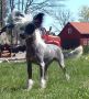 S�rperlas Coco Chanel Chinese Crested