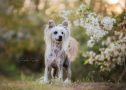 Zanevi's Need For Speed Chinese Crested