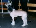 Moonswift Prudent Princess Chinese Crested