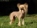 True Magnifisen Discoveri Chinese Crested