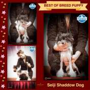 Seiji Shadow Dog