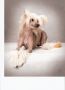 Pandy's Autumn Leaf Chinese Crested
