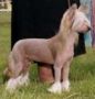 Tamarlane's No Hidden Assets Chinese Crested