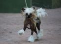 MultiCh. Mano Ponis Millington from Golden Diamond Chinese Crested