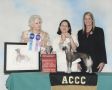 Jewels Silver Charm at Carrera Chinese Crested