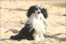 Tiny Diamonds Gift From Heaven Chinese Crested