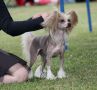 Sun Dan Be Happy Chinese Crested