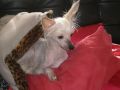 Eugenios Summer Blossom Chinese Crested