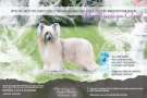 Maybell's It's A Pleasure Chinese Crested