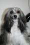 Smedbys Crown Jewel Chinese Crested