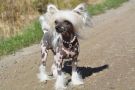 Smedbys Never Say Yes Chinese Crested