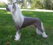 Chinese Pearl Millans Prima Donna Chinese Crested