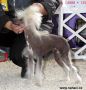 Just-Ice Alexa Lachesis Chinese Crested