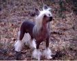 Rohan's Little Lion King SOD Chinese Crested