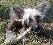 Rys' (lynx) Chinese Crested
