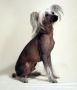 Rimabra's Prince of Norway Chinese Crested