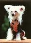Mstical Pandia Of Susy Q Chinese Crested