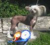 Stormblstens Nemesis Divina Chinese Crested