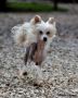 Napo'line Little Champs Chinese Crested