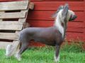 Lisar's Going To Chineseblues Chinese Crested