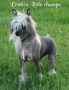 Erotica Little Champs Chinese Crested