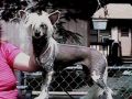 Betty Boop By Jove Chinese Crested
