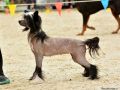 Domenique ze Zatopen chajdy Chinese Crested