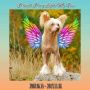 Proud Pony Light My Fire Chinese Crested