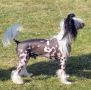 Liddyleaze Perfect Kkarma for Jhanchi  1 CC Chinese Crested