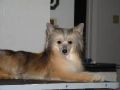 Rycroft's Wise Guy at Furrytail Chinese Crested