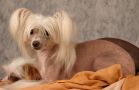Kejsi Chinese Crested