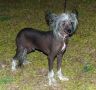 Bayshore Butch Cassidy Chinese Crested