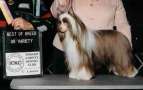 Crest-Vue's Fire N Ice Chinese Crested